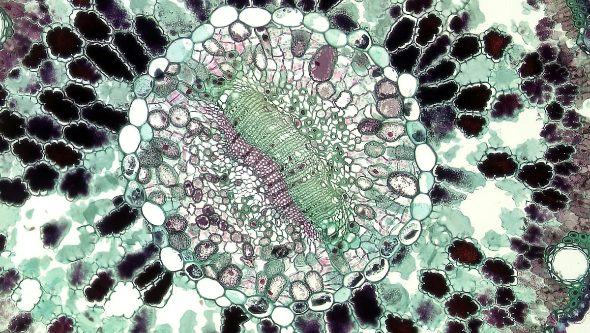 Quartz Under the Microscope: What Geologists Look For